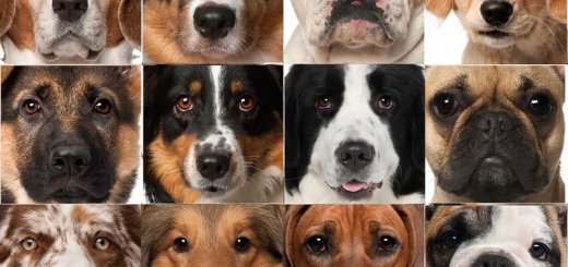 Выбор породы собак