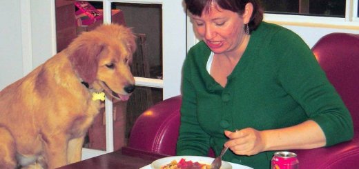 Как отучить собаку клянчить еду со стола