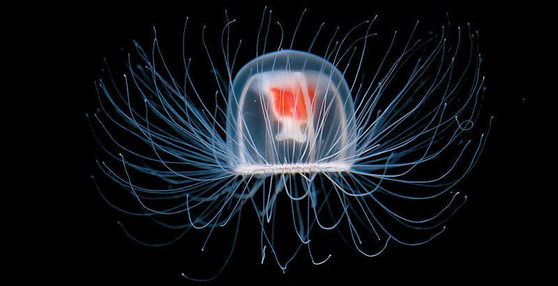 Медузы Turritopsis nutricula Медузы Turritopsis nutricula
