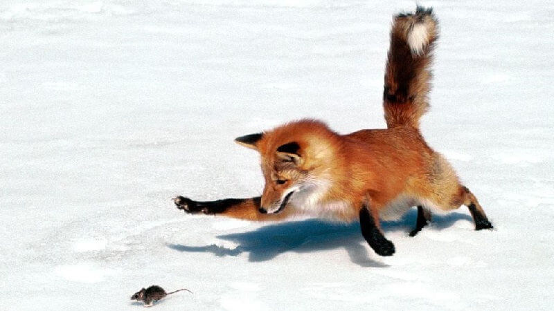 Как охотиться лиса