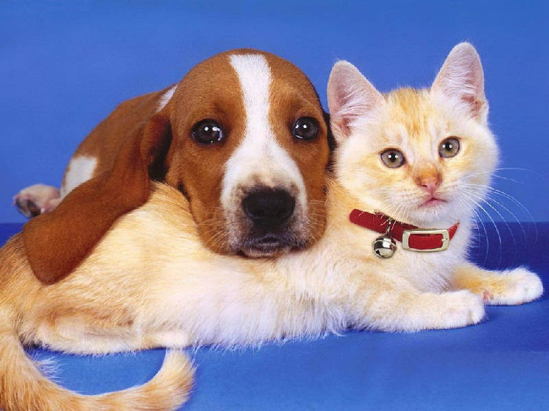 Кошка или собака? Кошка или собака?