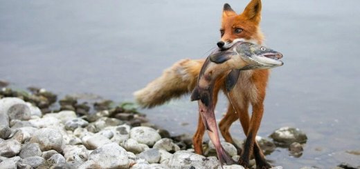 Охота лисицы