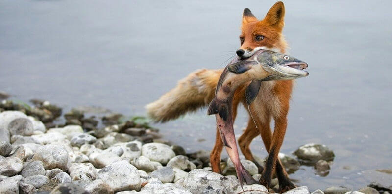 охота на лисицу летом