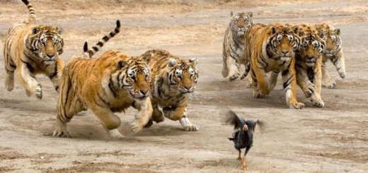 Как охотятся тигры
