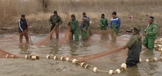 Браконьерские уловы в Сахалинской области