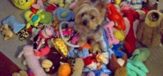 Сколько игрушек нужно собаке?