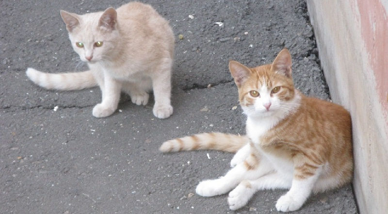Кошки