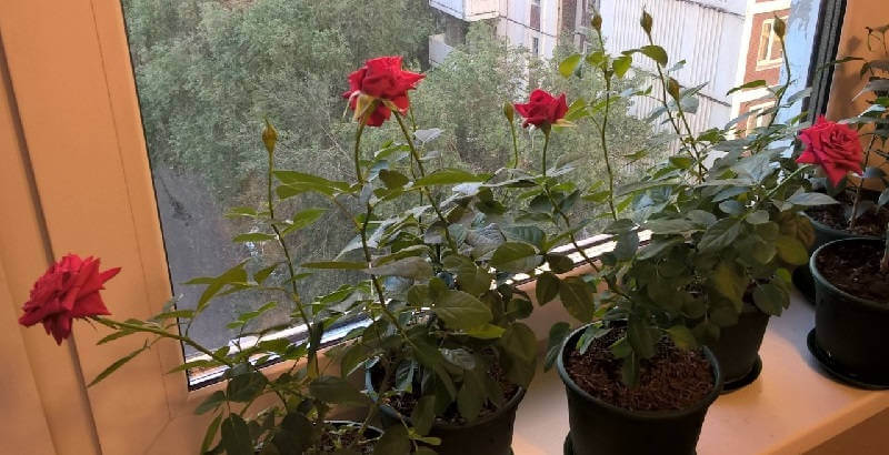 Комнатная роза