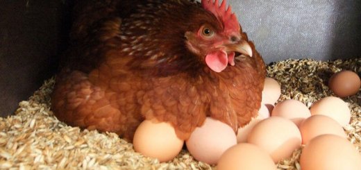 Как образуются яйца у курицы?