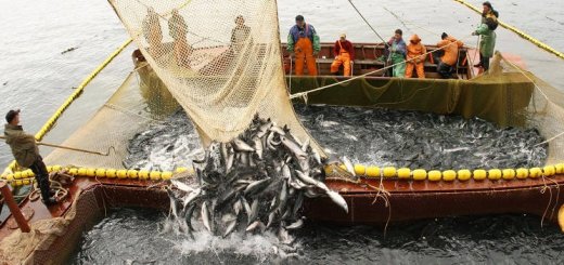 Рыбопромысловики Дальнего Востока