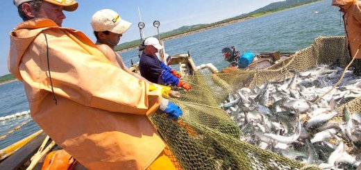 Российская рыбная промышленность