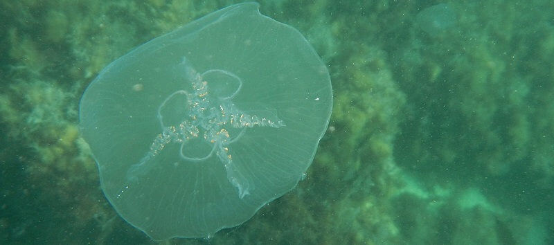 Ушастая медуза