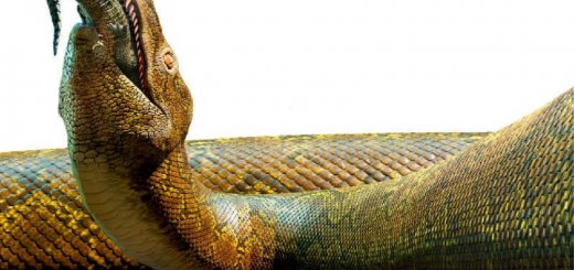 Змея Titanoboa