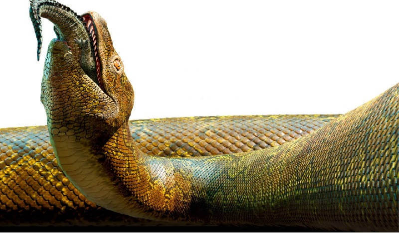 Змея Titanoboa