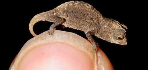 Brookesia micra