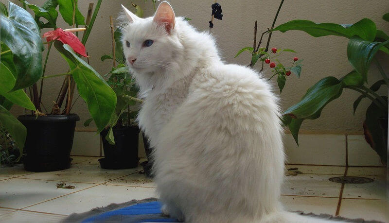 Ангорская кошка