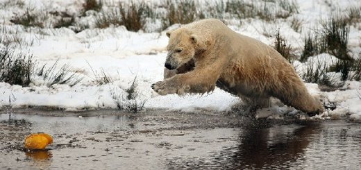 Белый медведь