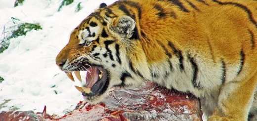 Что ест тигр