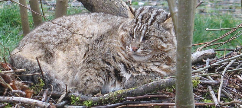 Дальневосточный лесной кот