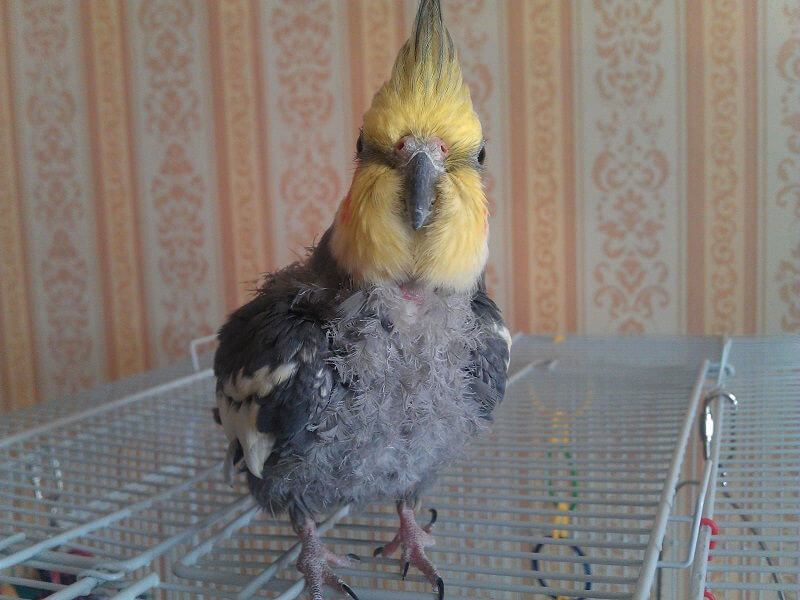 Попугай выщипывает перья