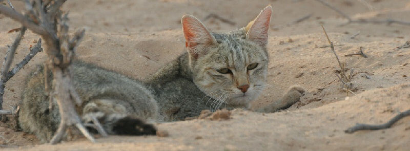 Степная кошка