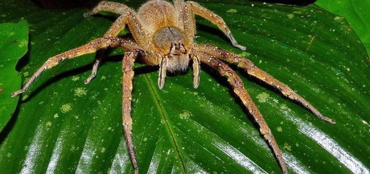 Бразильский странствующий паук