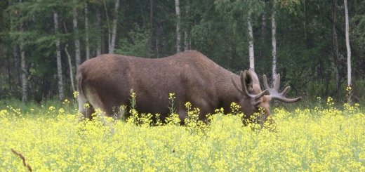 Лоси в Свердловской области