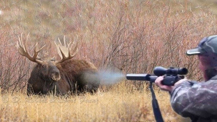 Отстрел лосей