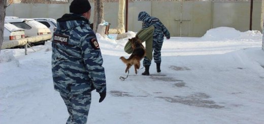 Овчарки в полиции