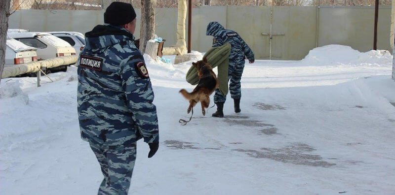 Овчарки в полиции