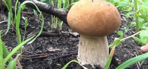 Происхождение грибов
