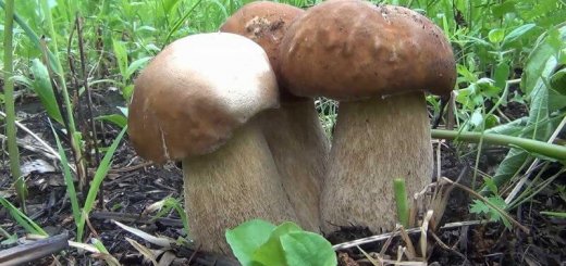 Развитие грибов