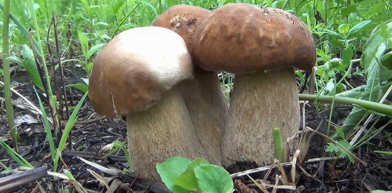 Развитие грибов
