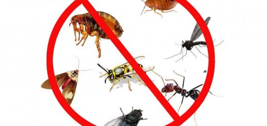 Борьба с насекомыми