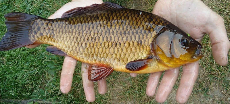 Ловля карася