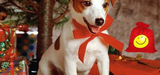 Подарки для собак