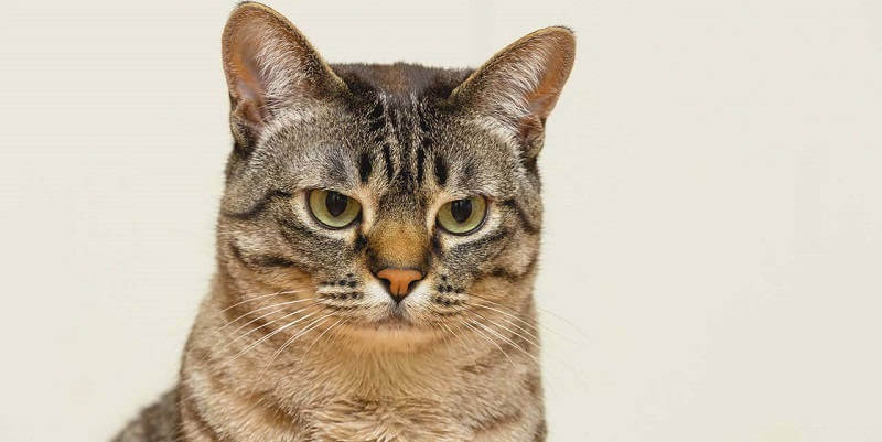 Австралийская дымчатая кошка