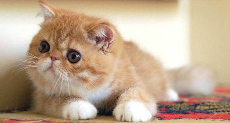 Экзотическая короткошерстная кошка