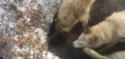 Охота на медведя с западно-сибирской лайкой видео