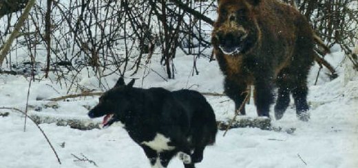 Охота на кабана с собаками