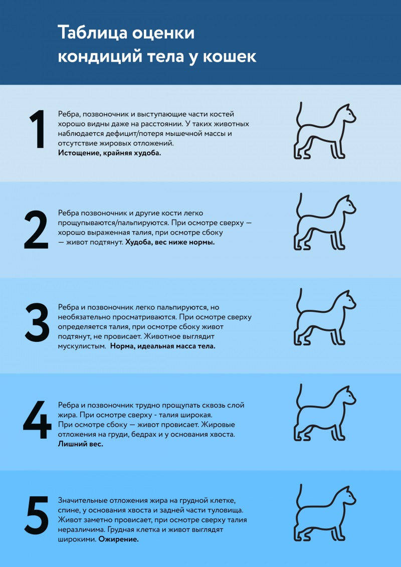 здоровье кошек