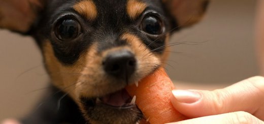 Чем кормить собаку карликовой породы