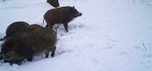 Кабаны в зимнем лесу