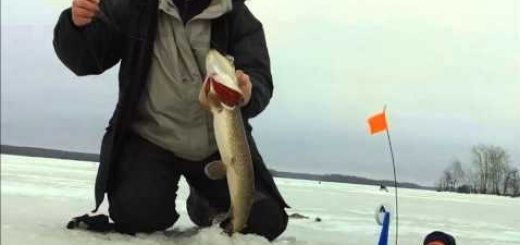 Видео ловли на жерлицы зимой на р. Волга