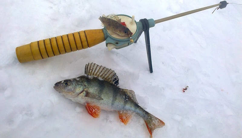 Ловля окуня зимой на мормышку