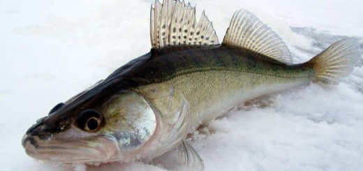 Ловля судака зимой на водохранилище