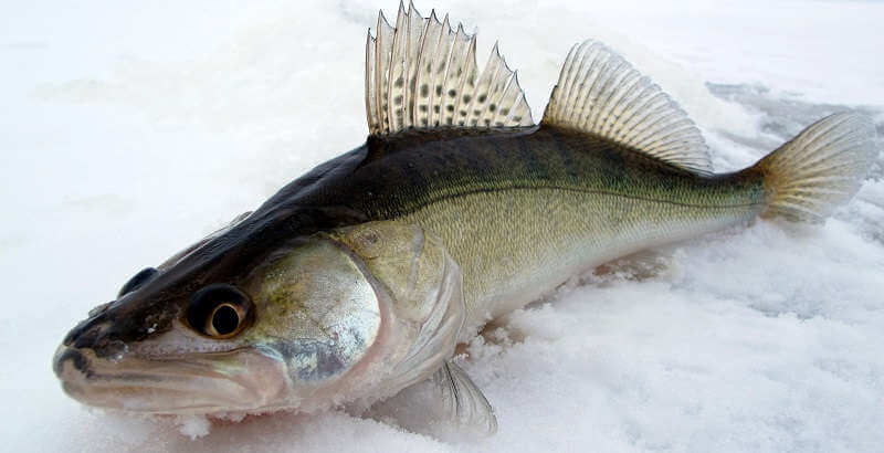 Ловля судака зимой на водохранилище