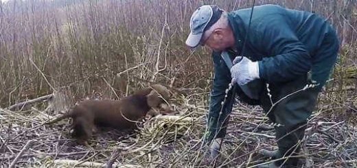 Охота с таксами на бобра