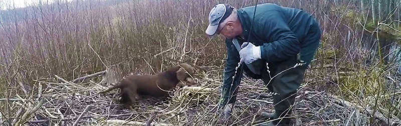 Охота с таксами на бобра