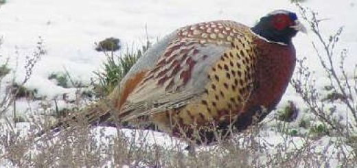 Охота на фазана в декабре